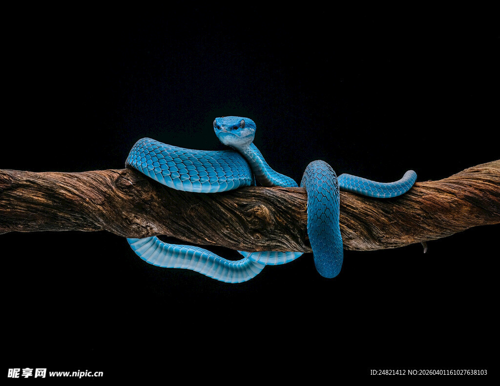蓝色蛇缠绕于树枝上