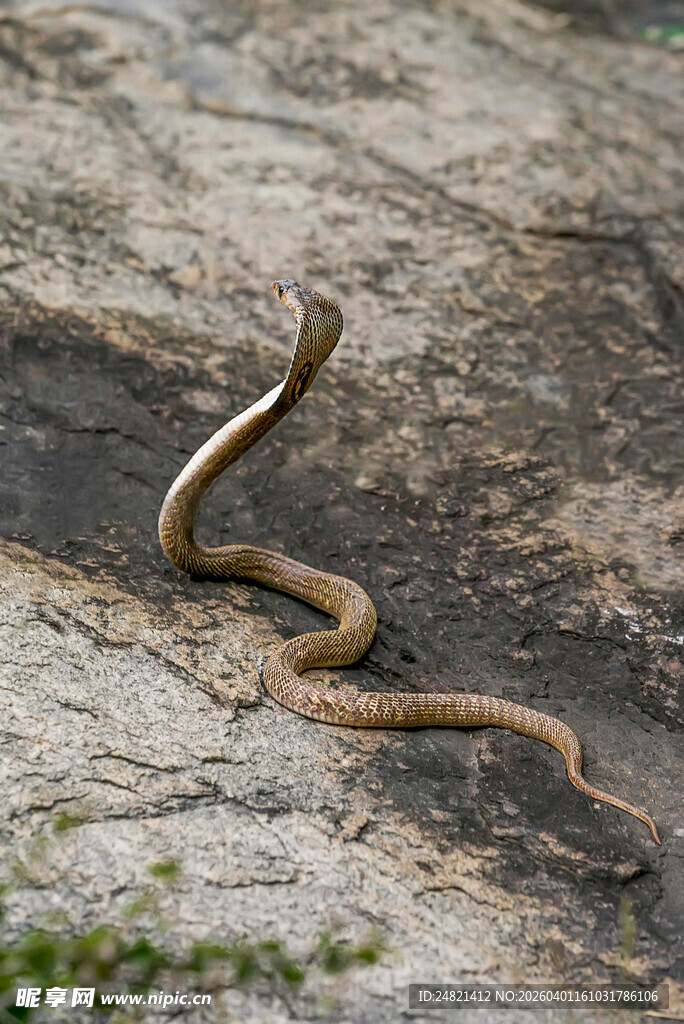 野外盘曲的棕色蛇