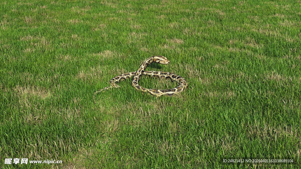 草地上的金属丝造型物