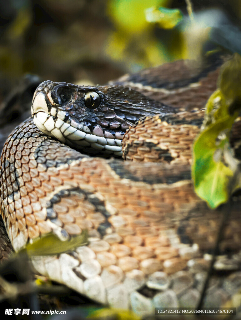 蜷卧于绿植间的花纹蛇