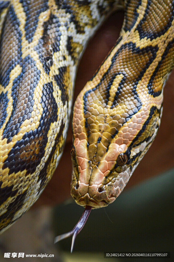 蟒蛇特写