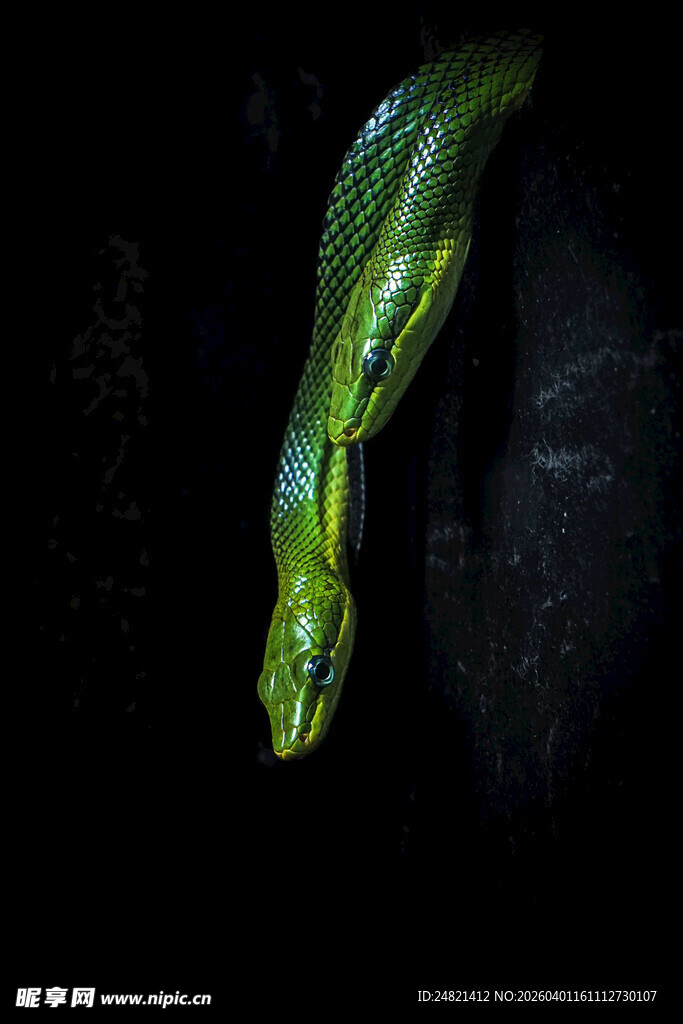 翠绿竹叶上的蛇特写