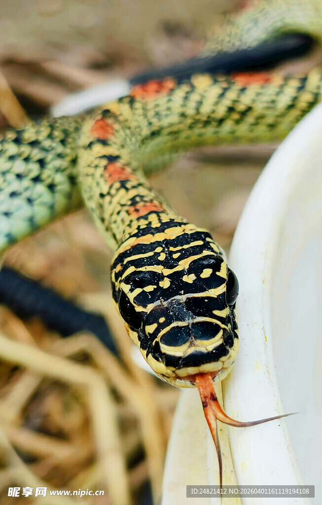 色彩斑斓的蛇吐信特写