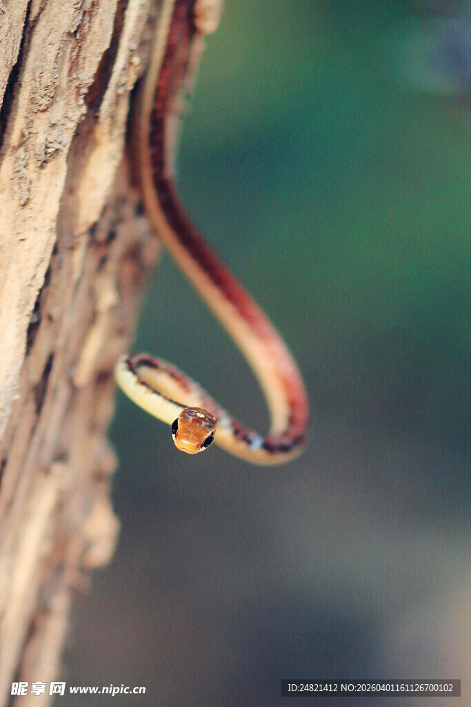 树干上的彩色蛇