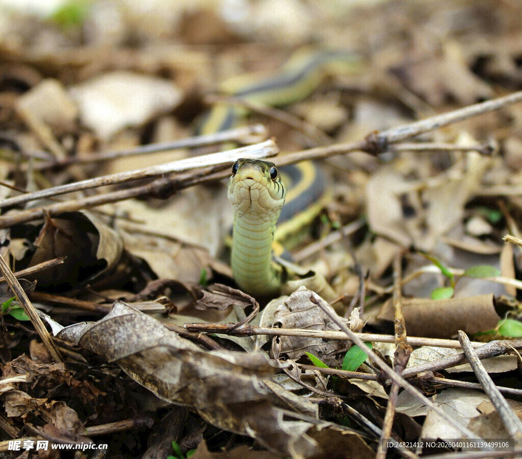 草丛中的绿色蜥蜴