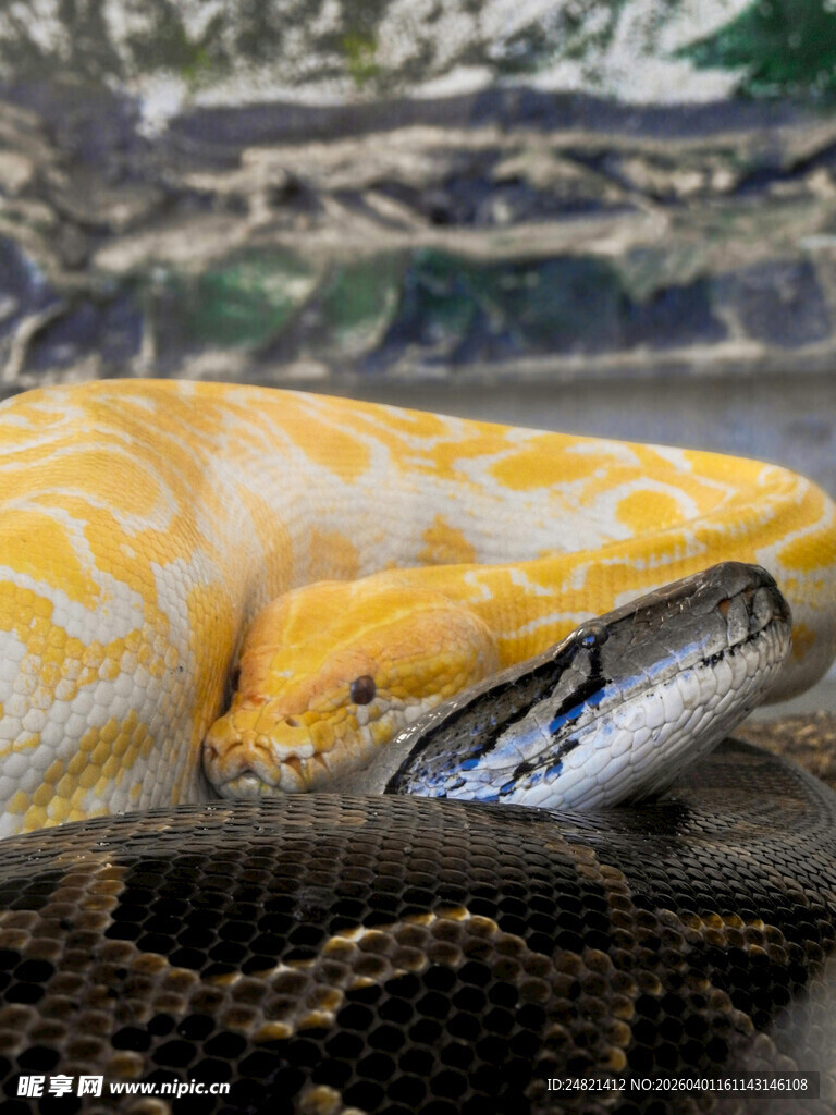 金黄蟒蛇盘踞画面