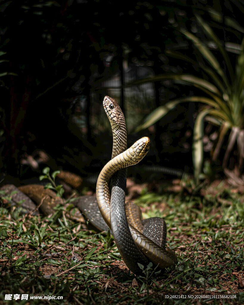 草丛中对峙的两条蛇