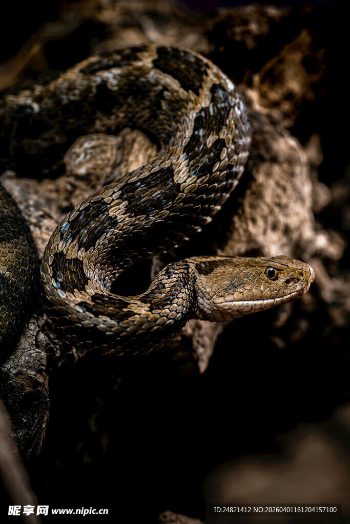 盘绕于石间的神秘蛇类