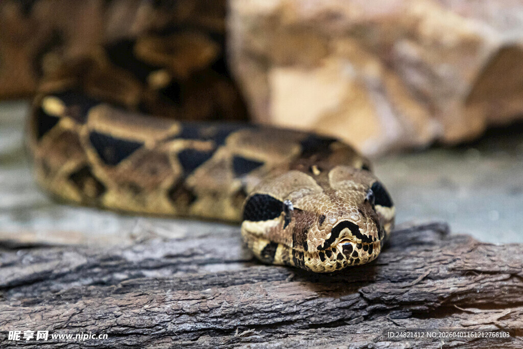 盘缠木上的花纹蛇