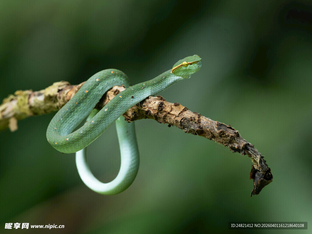 翠绿竹叶青盘于树枝上