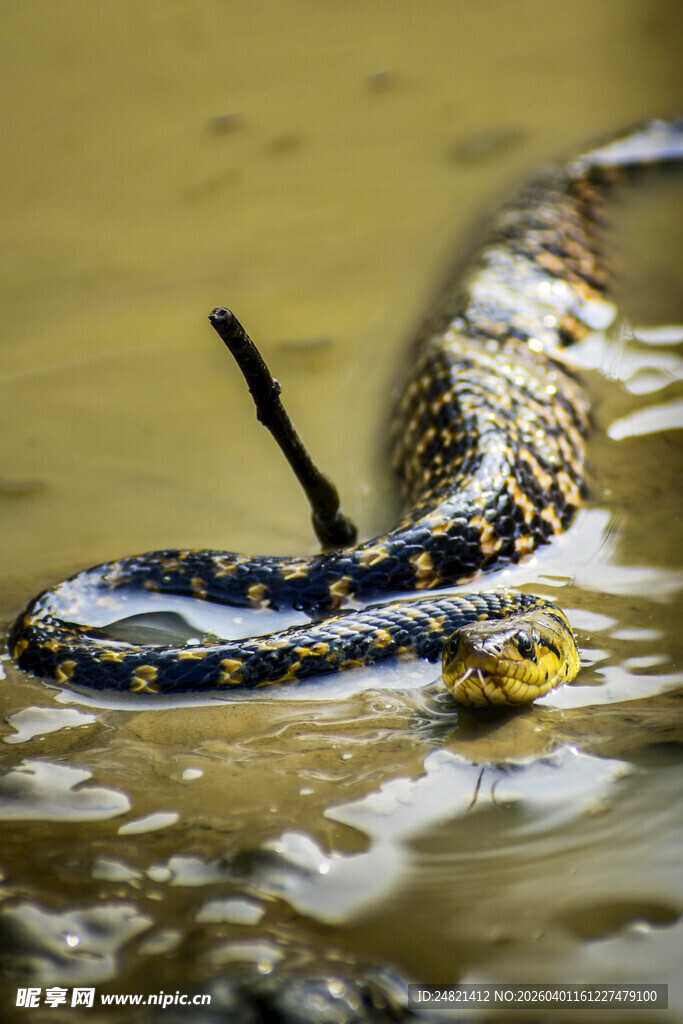 水中斑斓蛇特写