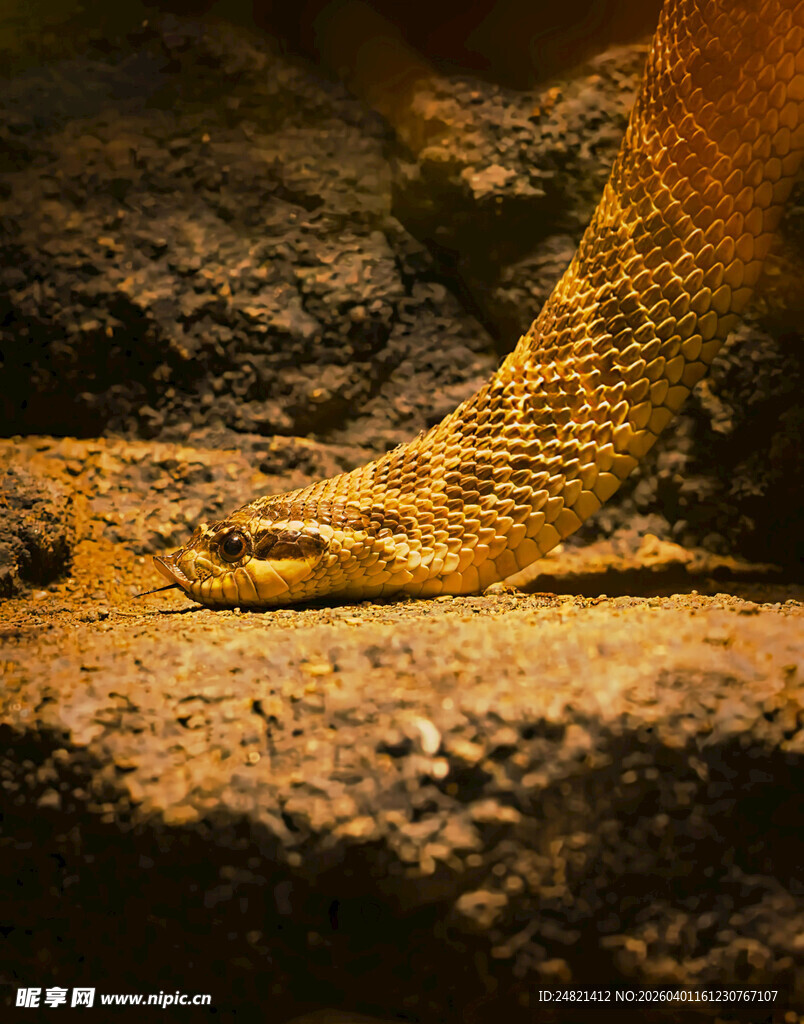 盘卧的金黄蛇类