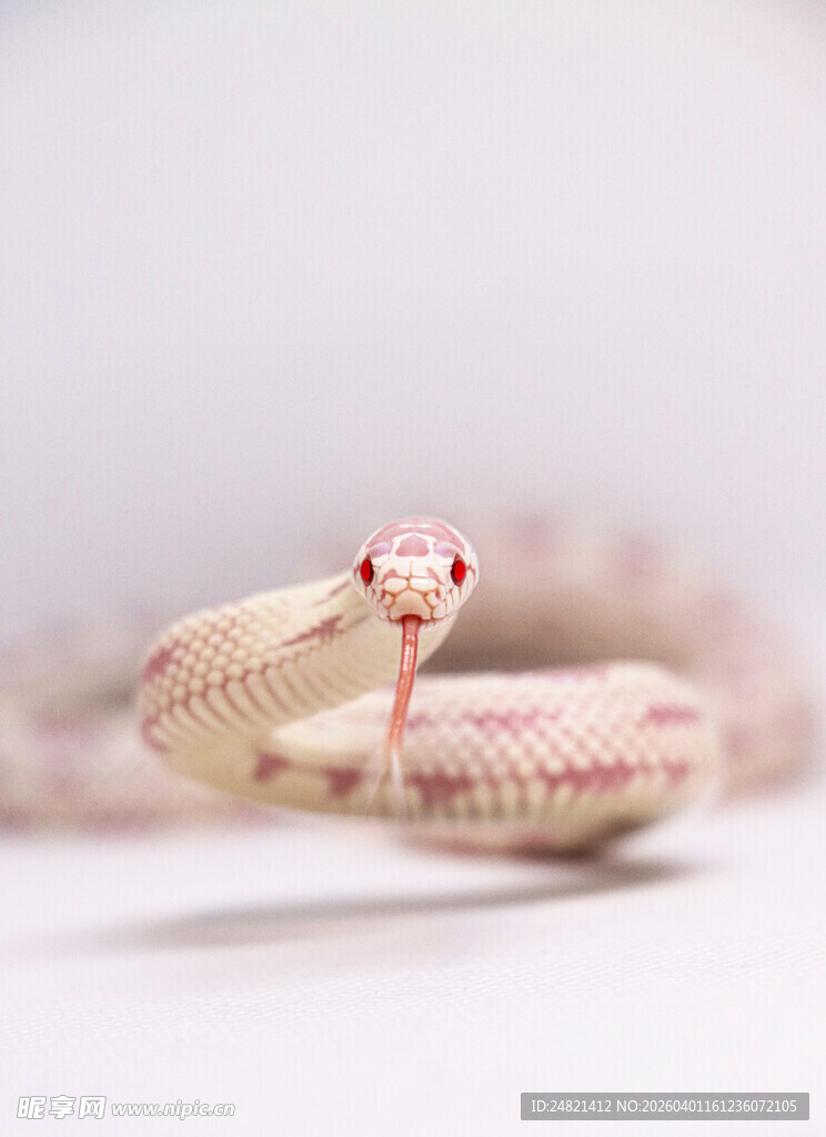 红白花纹蛇特写