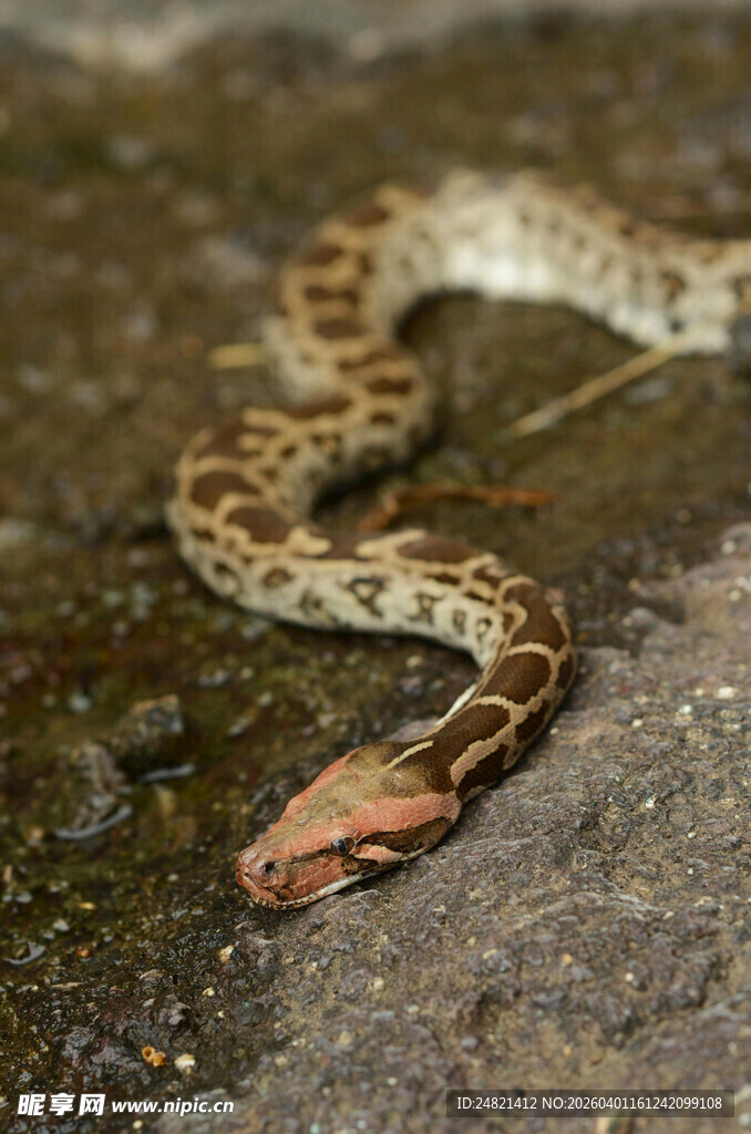 地面上的花纹蛇