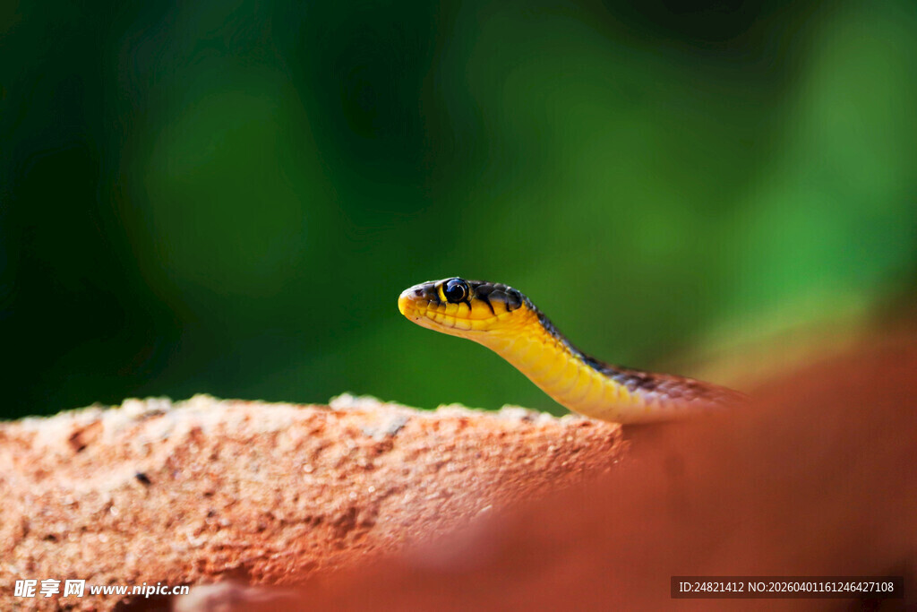 黄头小蛇现身红褐色地面