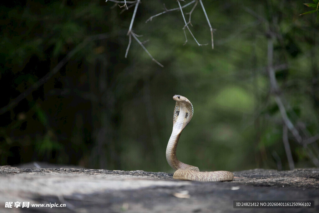 野外昂首挺立的眼镜蛇
