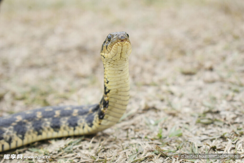 草地中的昂首眼镜蛇