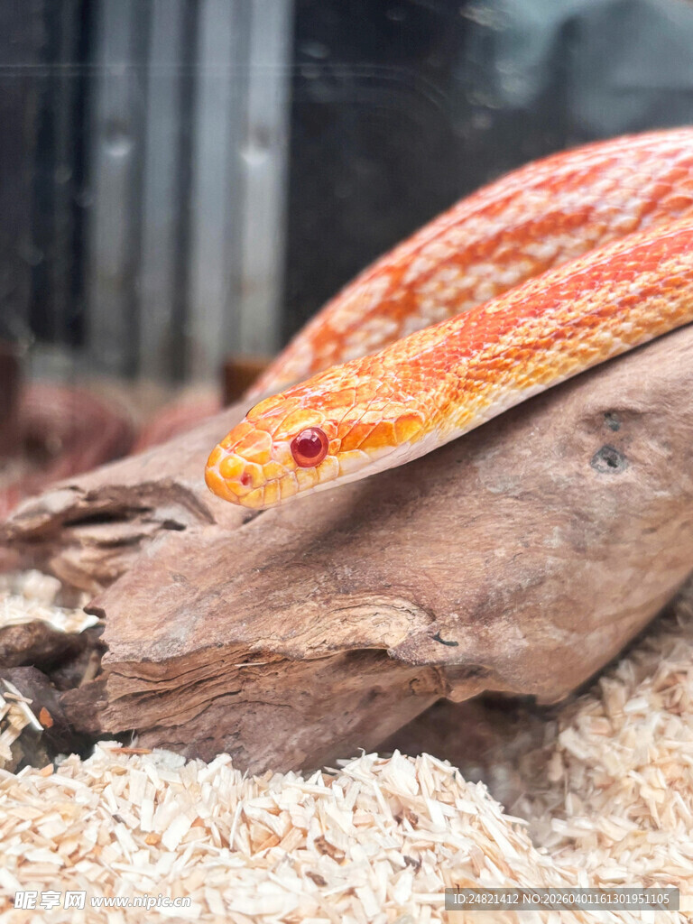 橙红色蛇盘踞于木头上