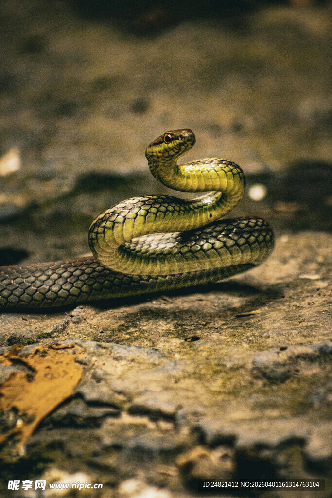 盘绕于地的翠绿花纹蛇