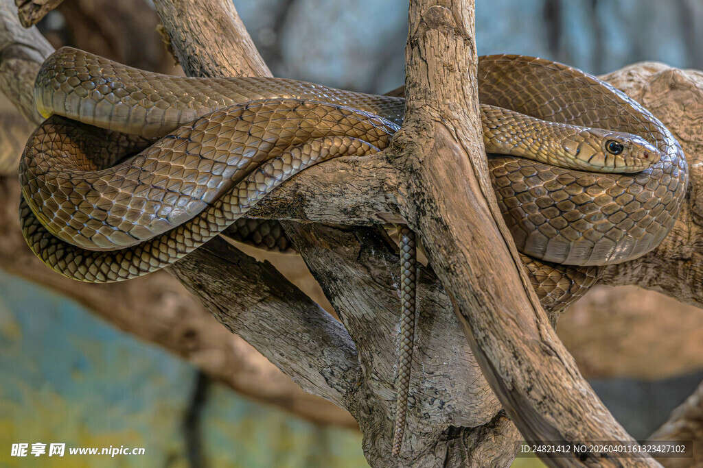 树枝上盘绕的棕色蛇