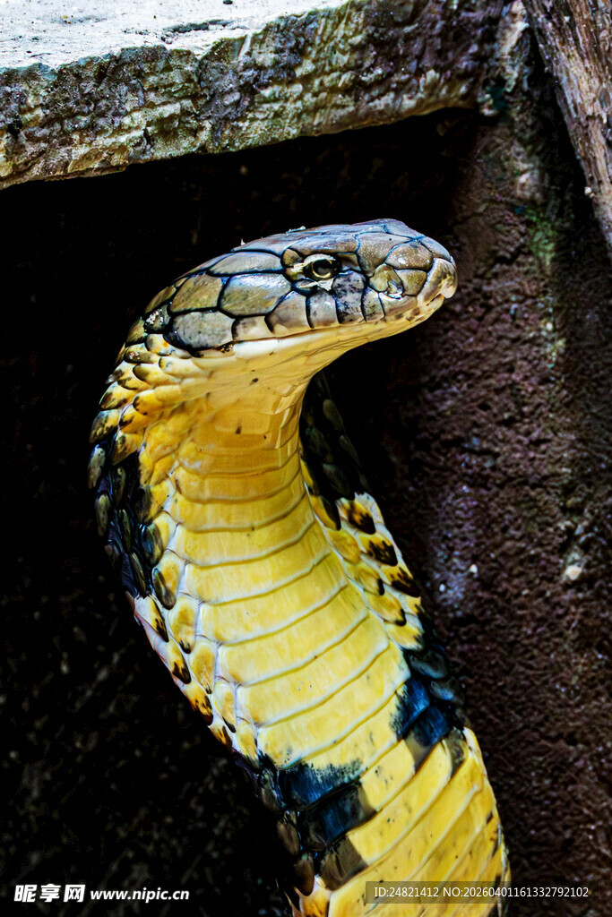 黄黑相间蛇特写