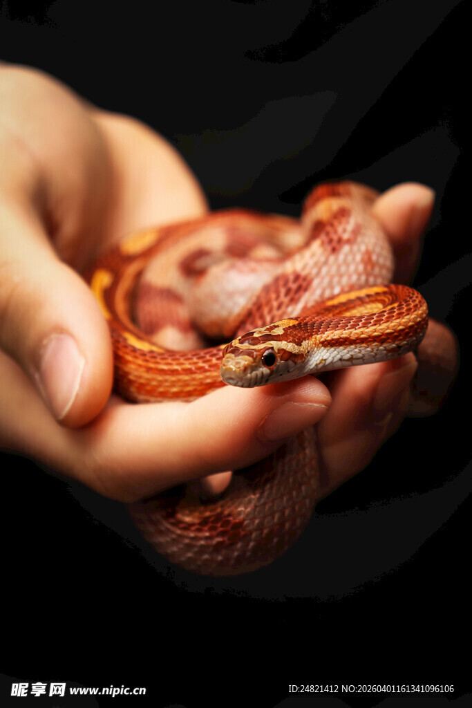 手中盘绕的可爱小蛇