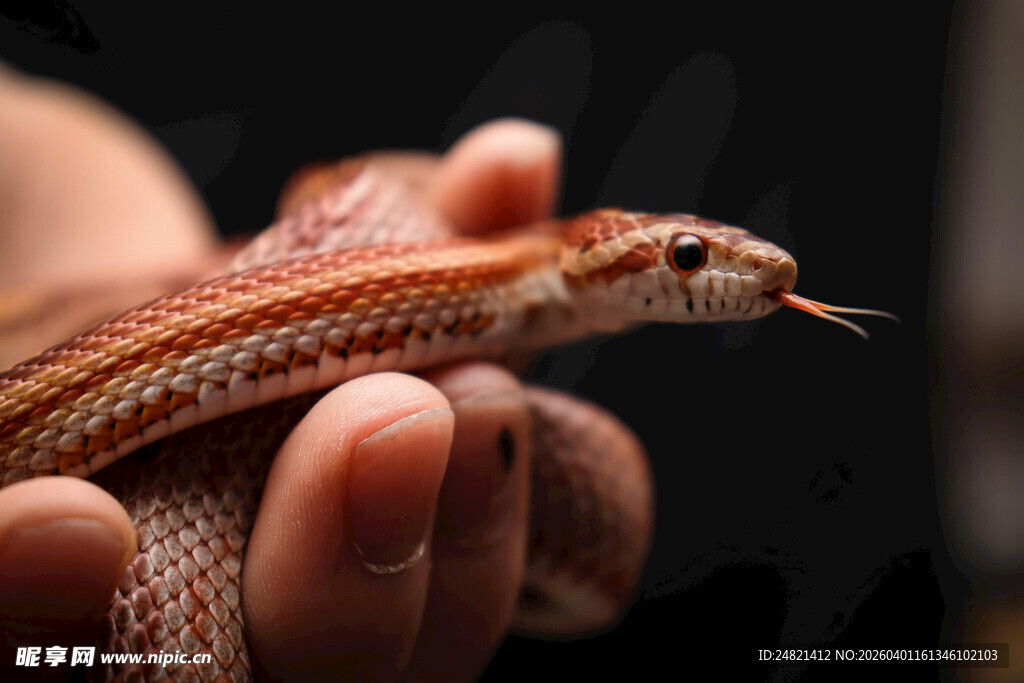 手持红纹蛇特写