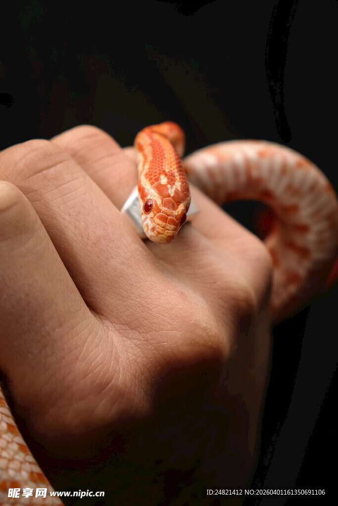 手上的橙色小蛇