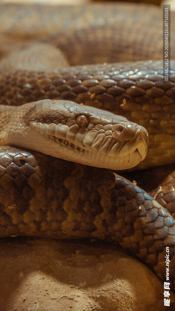 盘卧的蛇特写
