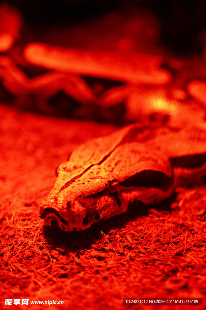 红色熔岩上的奇特物体