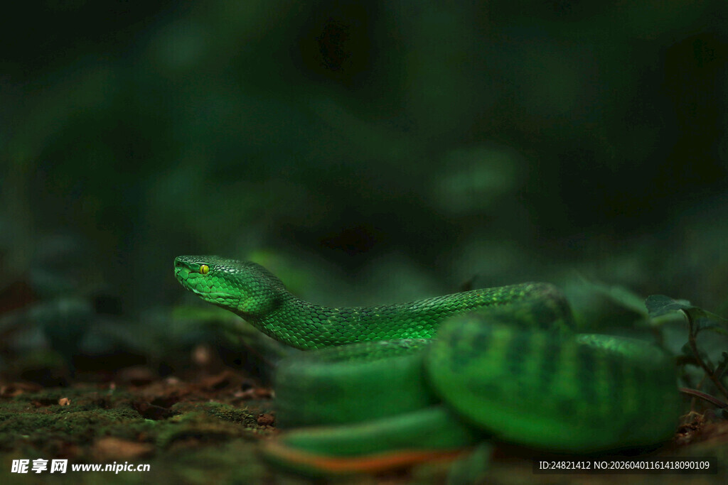 翠绿斑斓蛇盘踞于地面