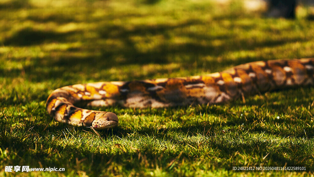 草地上的斑斓蛇
