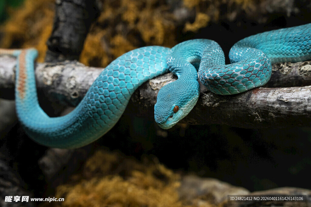 蓝色蟒蛇盘于树枝间