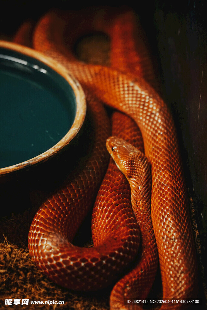 盘绕于碗旁的红蛇