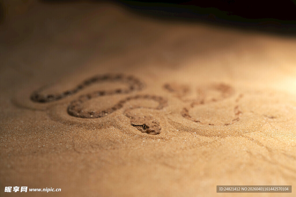 沙滩上的精致海螺印记