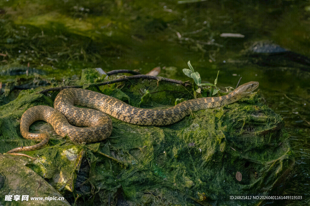 水边盘卧的花纹蛇