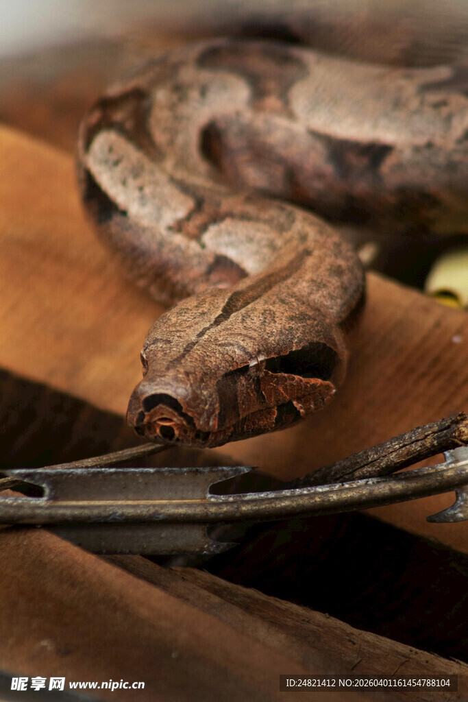 盘绕的蟒蛇与工具