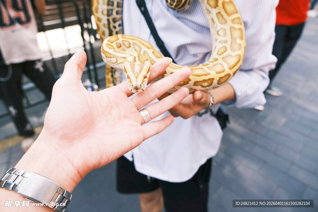 手触金色花纹蛇