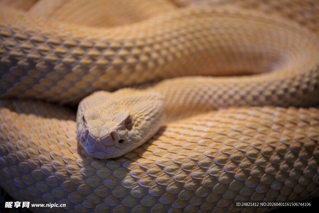 金黄蟒蛇特写