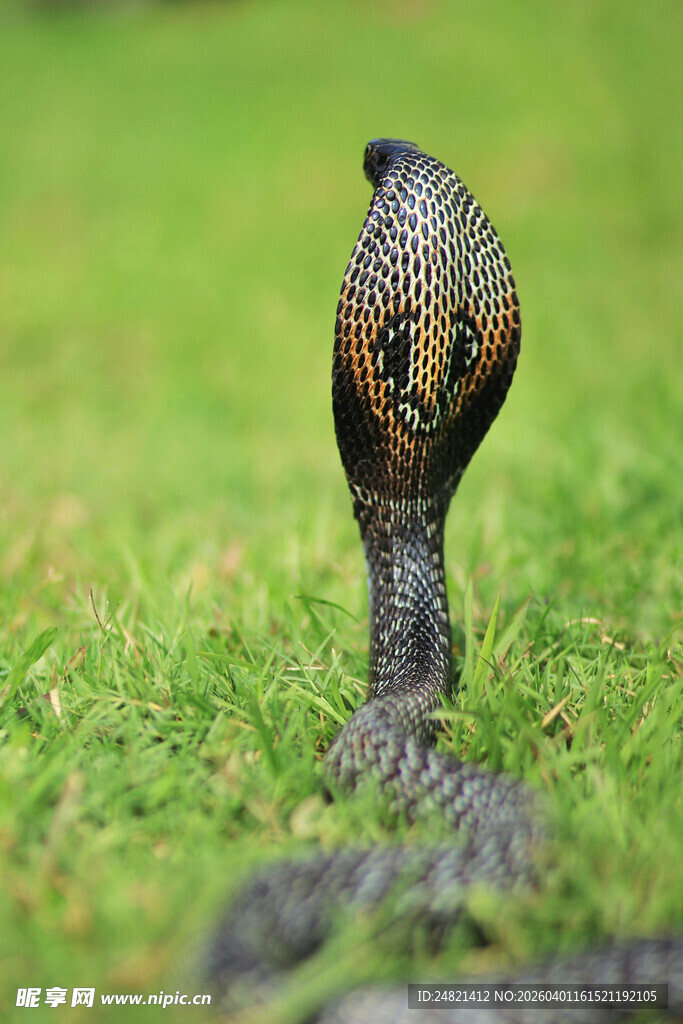 草地上的眼镜蛇