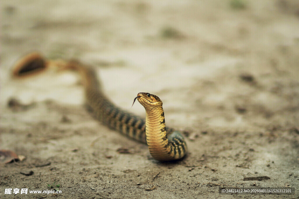 野外昂首的蛇