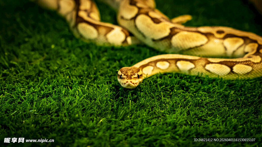 盘绕在绿草上的斑斓蟒蛇
