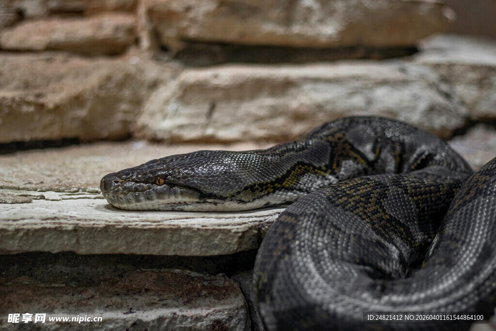 盘卧石上的黑色大蛇