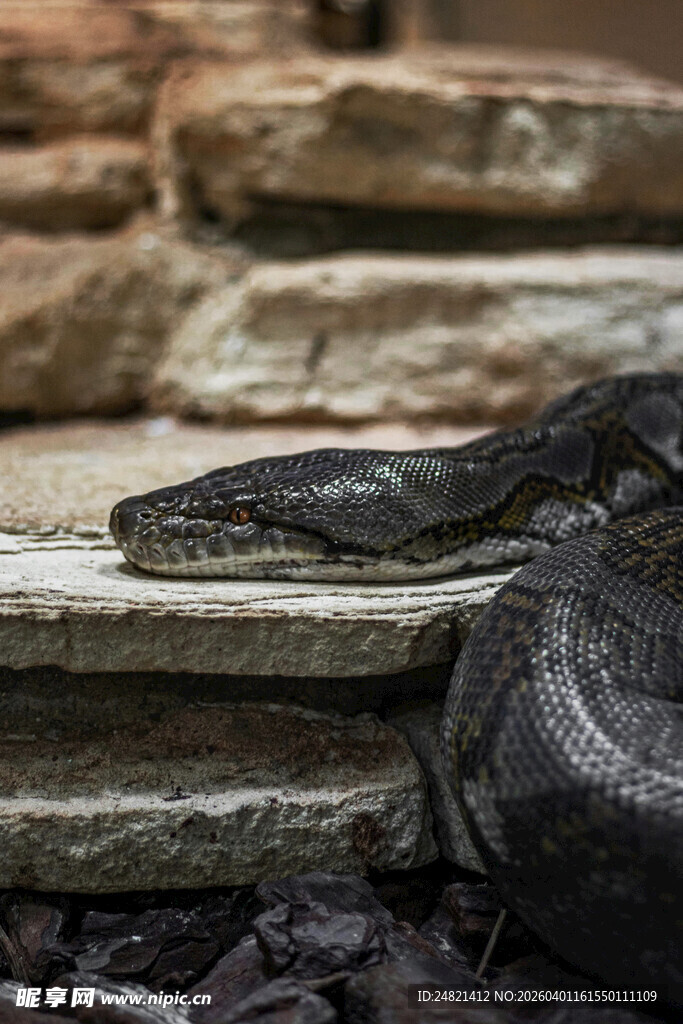 石板上的黑蛇
