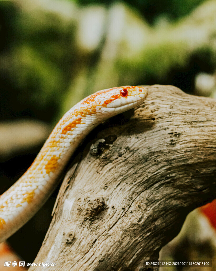 树枝上的花纹斑斓小蛇
