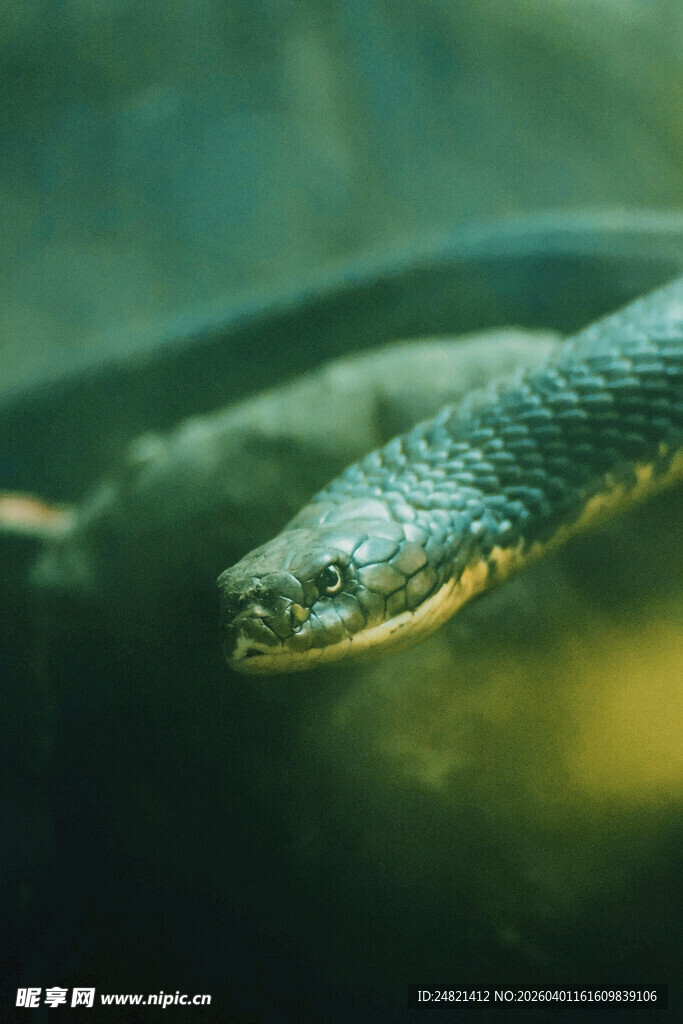 水中游弋的神秘蛇类