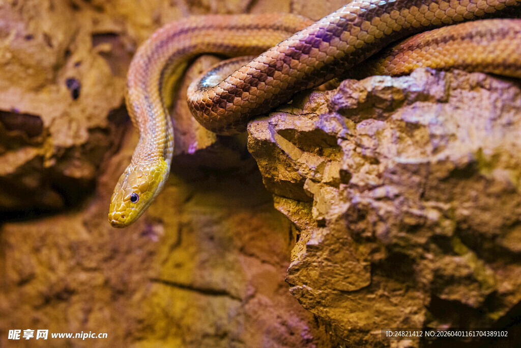 岩石上的彩色蛇