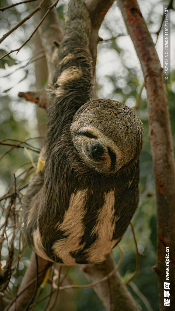 挂在树枝上的可爱树懒