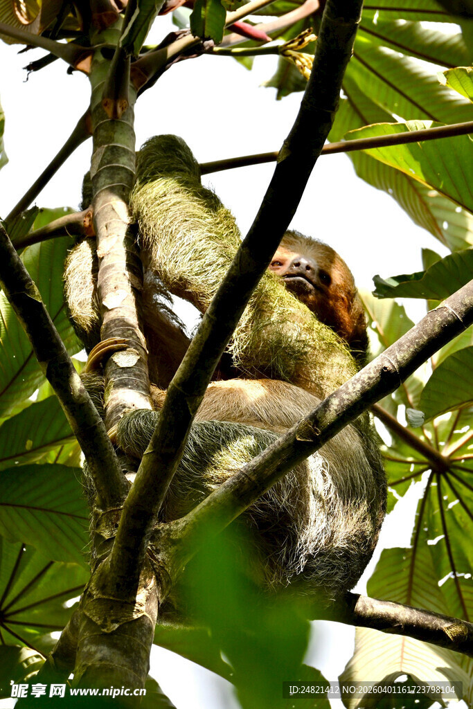 树上休憩的考拉