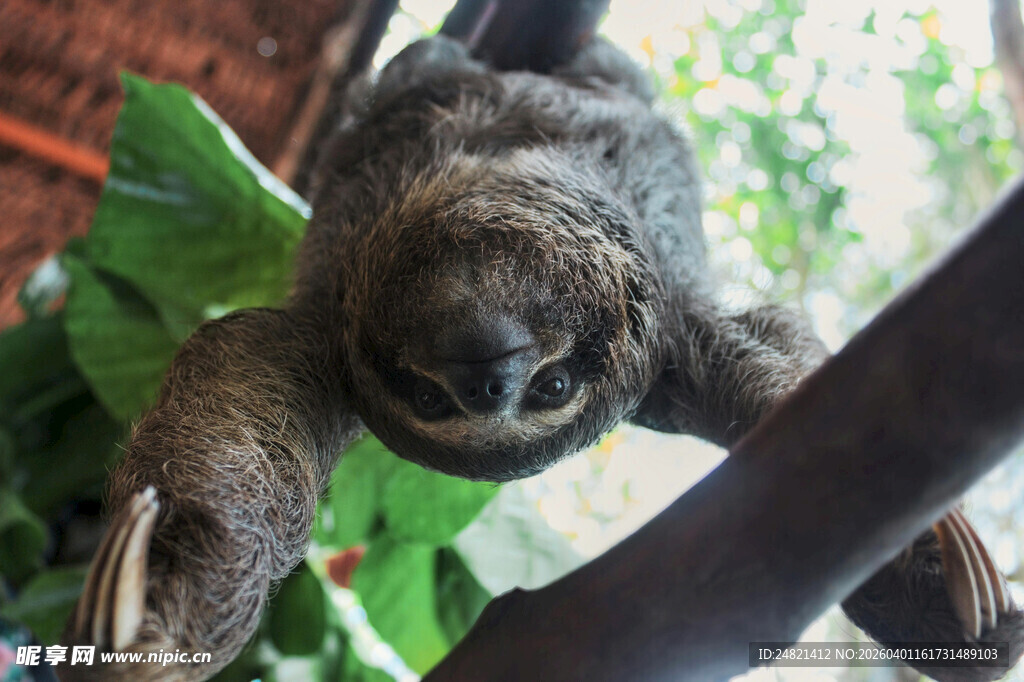 树懒挂在枝头的瞬间